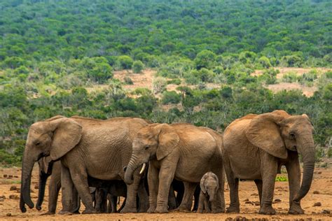 The best elephant-spotting route in Addo Elephant National Park