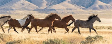 Wild horses need to stop ruling the range | Explore Big Sky