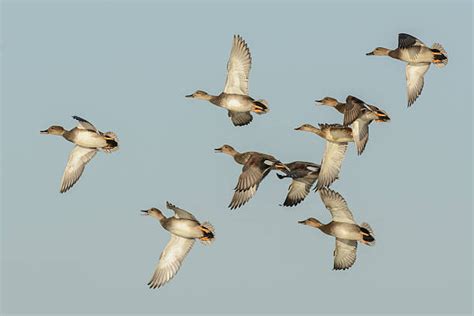 400+ Female Gadwall Stock Photos, Pictures & Royalty-Free Images - iStock