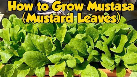 Complete Guide How to Grow Mustasa/ Mustard Leaves in Container Manila London - YouTube