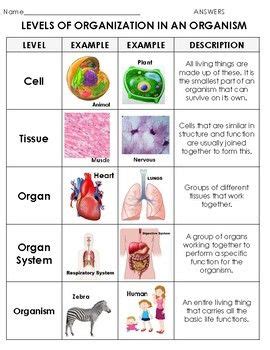 Levels Of Organization In An Organism - Lessons - Blendspace