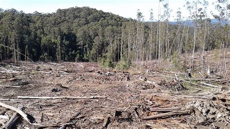 Forests, logging and climate change