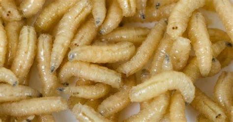 NUTTY FACTS: A man discovered that maggots were living in his scalp