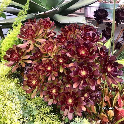 Aeonium Black Rose Zwartkop | Succulent landscaping, Succulent landscape design, Container plants