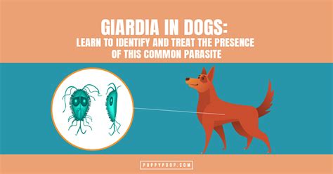 What is Giardia in Dogs? How is Giardia Treated and Prevented?