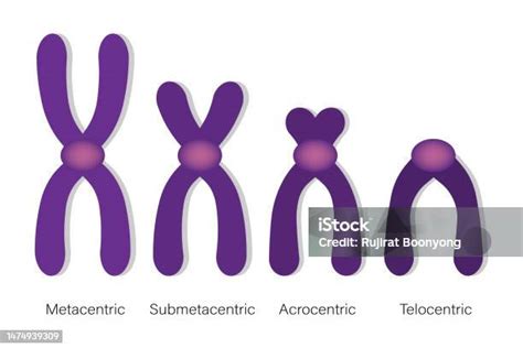 Type Of Chromosome Metacentric Submetacentric Acrocentric Telocentric ...