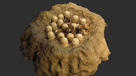 Dinosaur (Maiasaura) Nest Mock-Up - Download Free 3D model by nate_siddle (@nate_sid) [bccbdf6 ...