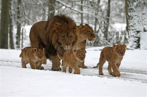 UPDATE! Snowy Adventure for Longleat Lion Cubs - ZooBorns