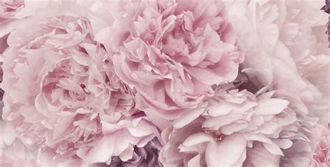 Desktop Peonies Wallpapers - Wallpaper Cave