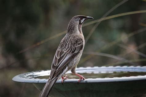 HD wallpaper: Red Wattlebird, Honeyeater, australian birds, australian ...