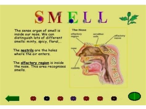 Basic Parts Of The Nose And Their Functions