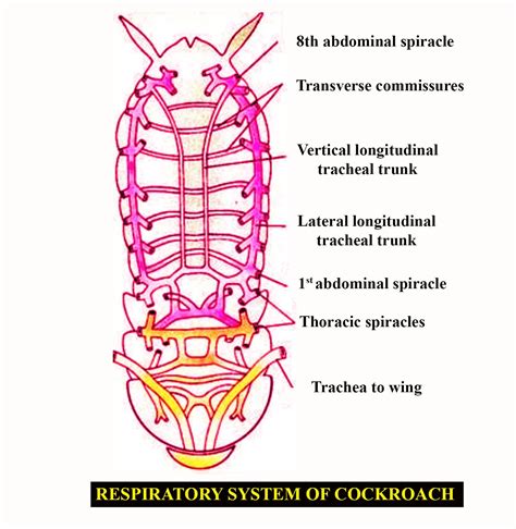 Explain the respiratory system of cockroaches.