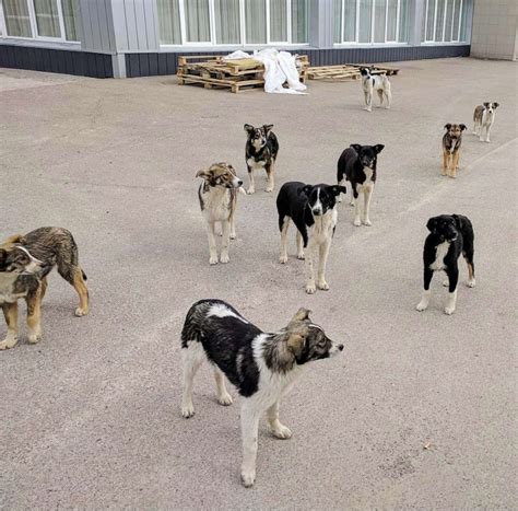 Chernobyl nuclear disaster altered the genetics of the dogs left behind, scientists say - ABC News