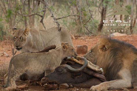 Lion vs. hyena - Africa Geographic