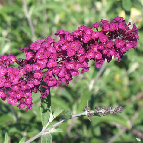 Butterfly Bush 'Royal Red' — Green Acres Nursery & Supply