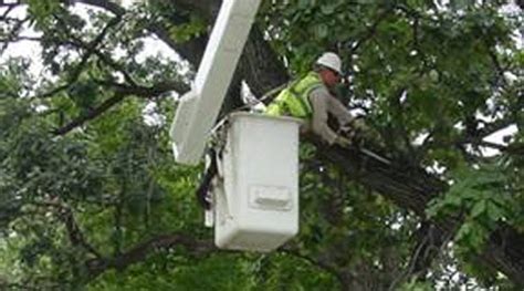 OSHA Hazard Bulletin Details Tree-Trimming Hazards and Safety Measures ...