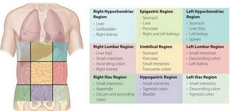 Regions of Abdomen Archives - PT Master Guide