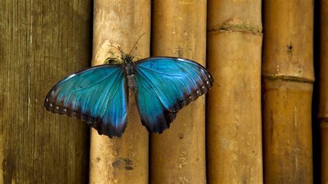 Butterfly Pavilion in Westminster, Colorado | Expedia