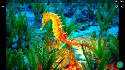 CABALLITOS DEL MAR GUSTAVO MIRABAL | Seahorse, Sea animals, Animal ...