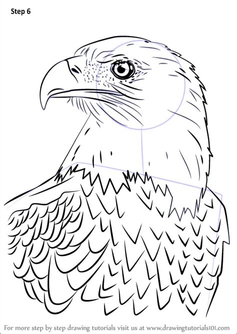 how to draw a bald eagle Eagle draw tutorial print - Step by Step Drawing