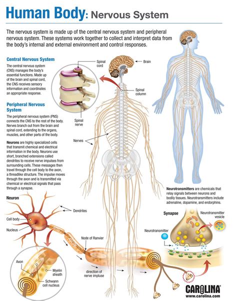 Human Body Nervous System, Nervous System Anatomy, Peripheral Nervous System, Human Body Systems ...