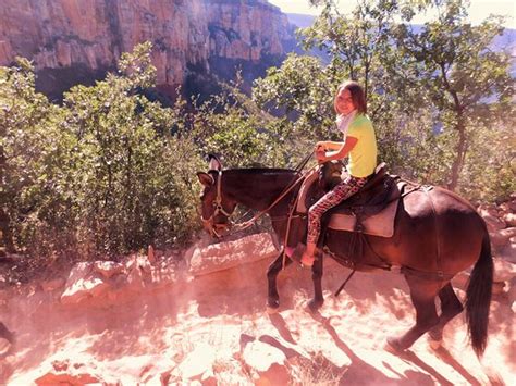 Grand Canyon North Rim Mule Rides -Tour (Tropic) | June 2019 All You ...