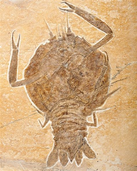 Crustacean Eryon sp.fossil from Zolnhofen, Germany, about 150 million years old. | Crustaceans ...