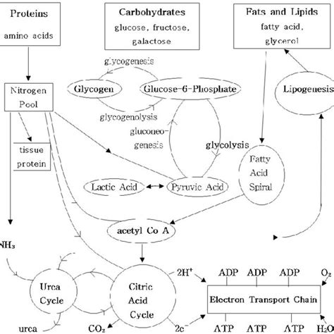 Adenosine triphosphate (ATP) production via the phosphagen system | Download Scientific Diagram