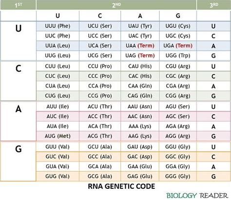 Amino Acid Rna Table | Elcho Table