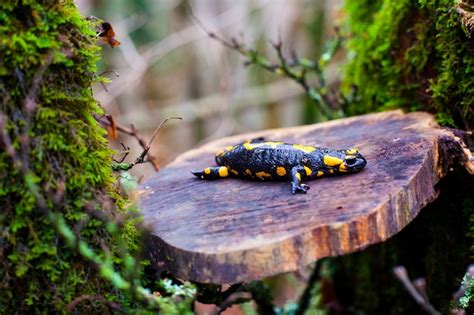 Premium Photo | The fire salamander