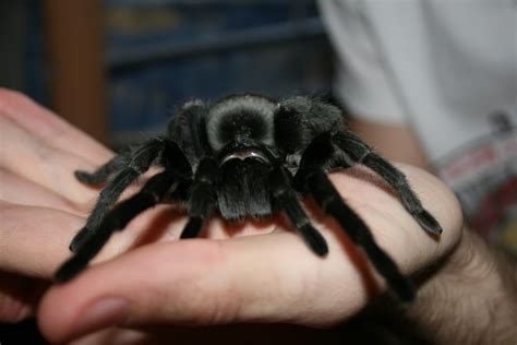 Everything you need to know about the Brazilian Black tarantula. Funny ...