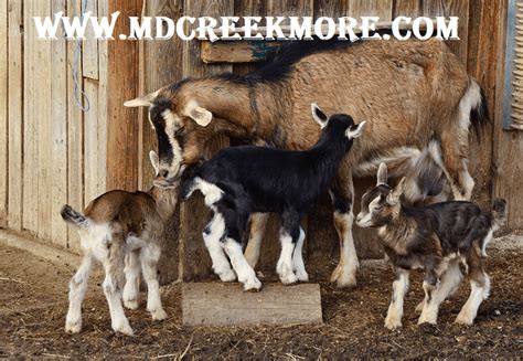 The Complete Guide to Raising Goats for Beginners