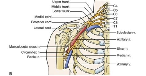 Axillary artery - New