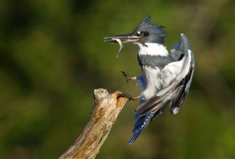 Belted Kingfisher Eggs