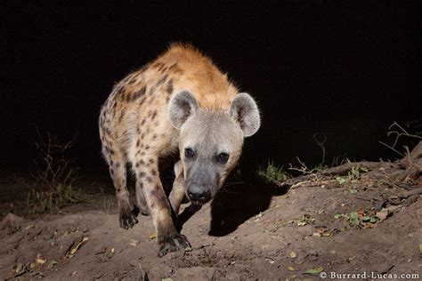 Camera trap wildlife photography - Africa Geographic