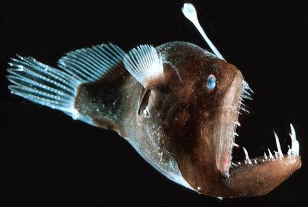 Angler Fish live in depths from 1,000 meters below sea level to 3,000 meters below sea level ...