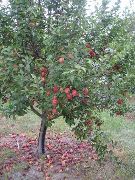 Apple Tree Nursery | Apple tree nursery, Tree nursery, Apple tree