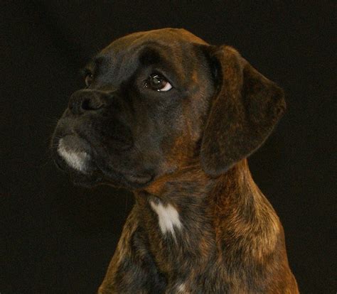 (Brindle) Boxer | Boxer puppies, Brindle boxer, Boxer