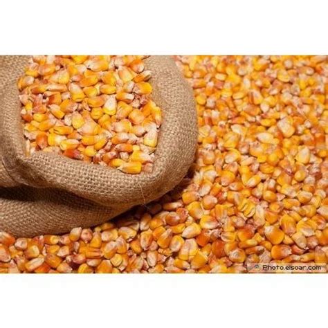 Corn Seeds, Pack Size: 20 Kg at Rs 35/kilogram in Hyderabad | ID: 18825234633