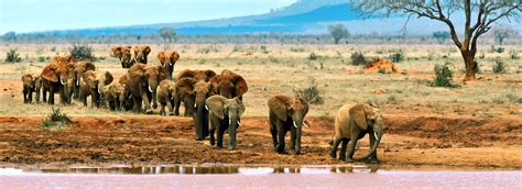 Best Tours and Trips in Tsavo East National Park 2024/2025 – Compare Prices | Bookmundi