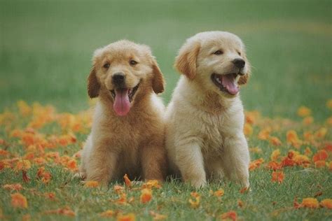 The Best Golden Retriever Names - 525+ Unique Ideas