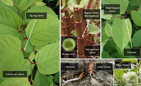 Japanese Knotweed Removal Invas Biosecurity specialists Ireland