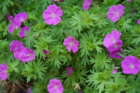 cranesbill - Google Search | Easy to grow flowers, Edging plants, Geranium plant