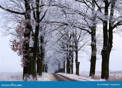 The trees in hoarfrost stock image. Image of color, patterns - 15194489