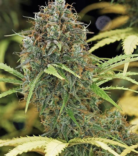 Best Auto Flowering Seeds of 2020 - Discount Cannabis Seeds