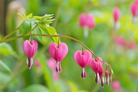 Heartshaped Bleeding Heart Flower In Pink And White Color Stock Photo ...