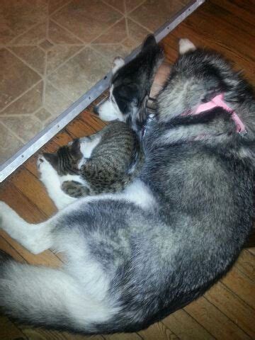 Puppy and kitten cuddling | Kitten cuddle, Puppies, Dog cat