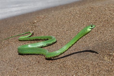 Boomslang (Herpetofauna of Angola) · iNaturalist