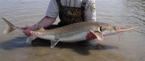 Pallid Sturgeon in the Missouri River (U.S. National Park Service)