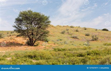 Kalahari Desert South Africa Wilderness Stock Image - Image of blooming ...